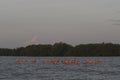 Pink flamingos family at dawn