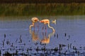 Pink Flamingos feeding in a Camargue lagoon Royalty Free Stock Photo