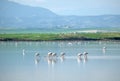 Pink flamingos feeding in the Salt Lake in Larnaca Cyprus in still water