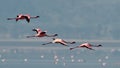 Pink flamingos flies over the water