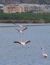 pink flamingos in flight over the molentargius pond
