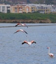 Pink flamingos in flight over the molentargius pond