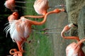 Pink flamingos flock
