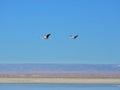 Pink flamingos flying along Salar de Atacama