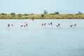 Pink flamingos is flying over the salt lake Royalty Free Stock Photo