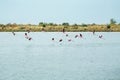 Pink flamingos is flying over the salt lake Royalty Free Stock Photo