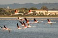 Pink flamingos flying over salt water lake in south of France in Hyeres