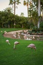 Pink flamingos on a grass field Phoenicopterus roseus Royalty Free Stock Photo