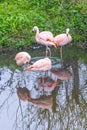 Pink flamingos at Harewood House, an 18th Century Treasure House