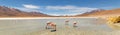 Pink flamingos at Hedionda Lagoon, in Bolivia