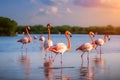 Pink flamingos illustration standing in the turquoise sea water under the blue sky with clouds on a sunny day, AI generative Royalty Free Stock Photo