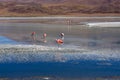 Pink Flamingos Laguna Hedionda Altiplano Bolivia Royalty Free Stock Photo