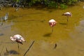 Pink flamingos on the lake, Galapagos Island, Isabela island, Ecuador Royalty Free Stock Photo