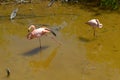 Pink flamingos on the lake, Galapagos Island, Isabela island, Ecuador Royalty Free Stock Photo