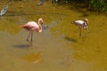 Pink flamingos on the lake, Galapagos Island, Isabela island, Ecuador Royalty Free Stock Photo