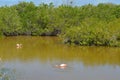 Pink flamingos on the lake, Galapagos Island, Isabela island, Ecuador Royalty Free Stock Photo