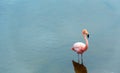 Pink flamingos on the lake, Galapagos Island, Isla Isabela. With selective focus Royalty Free Stock Photo