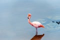 Pink flamingos on the lake, Galapagos Island, Isla Isabela. With selective focus Royalty Free Stock Photo