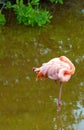 Pink flamingos on the lake, Galapagos Island, Isla Isabela. Vertical