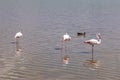 Pink Flamingos On The Lake. Graceful Birds On Long Legs, With Curved Necks