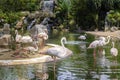 Pink flamingos on the lake with a waterfall in  bird park Royalty Free Stock Photo