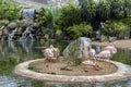 Pink flamingos on the lake with a waterfall in Kuala Lumpur bird park