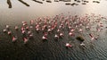 Pink flamingos in the lake. Wildlife animal scene from nature. Royalty Free Stock Photo