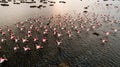 Pink flamingos in the lake. Wildlife animal scene from nature. Royalty Free Stock Photo