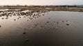 Pink flamingos in the lake. Wildlife animal scene from nature. Royalty Free Stock Photo