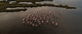 Pink flamingos in the lake. Wildlife animal scene from nature. Royalty Free Stock Photo