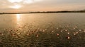 Pink flamingos in the lake. Wildlife animal scene from nature. Royalty Free Stock Photo