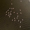 Pink flamingos in the lake. Wildlife animal scene from nature. Royalty Free Stock Photo