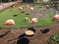 Pink flamingos