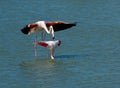 Pink flamingos matting Royalty Free Stock Photo