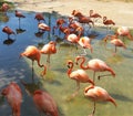 Pink Flamingos in Mexico