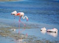 Pink flamingos in Molentargius pond