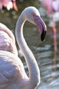 Pink Flamingos in morningsun Royalty Free Stock Photo