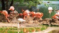 Pink flamingos in the Moscow Zoo. Royalty Free Stock Photo