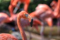Pink Flamingos Oklahoma City Zoo Royalty Free Stock Photo