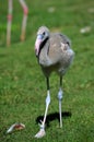 Baby Pink Flamingo in the Oklahoma City Zoo Royalty Free Stock Photo