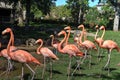 Pink Flamingos Oklahoma City Zoo Royalty Free Stock Photo