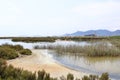 Pink flamingos and other birds walk in the water of the Mediterranean sea on the island of Sardinia, Italy. Behind them is the Royalty Free Stock Photo