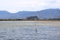 Pink flamingos and other birds walk in the water of the Mediterranean sea on the island of Sardinia, Italy. Behind them is the Royalty Free Stock Photo