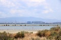 Pink flamingos and other birds walk in the water of the Mediterranean sea on the island of Sardinia, Italy. Behind them is the Royalty Free Stock Photo