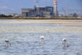 Pink flamingos and other birds walk in the water of the Mediterranean sea on the island of Sardinia, Italy. Behind them is the Royalty Free Stock Photo