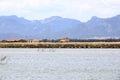 Pink flamingos and other birds walk in the water of the Mediterranean sea on the island of Sardinia, Italy. Behind them is the Royalty Free Stock Photo