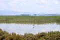 Pink flamingos and other birds walk in the water of the Mediterranean sea on the island of Sardinia, Italy. Behind them is the Royalty Free Stock Photo