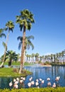 JW Marriott Desert Springs Resort Palm Desert Flamingos