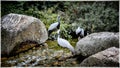 Birds in the park of the Golden Head, aka Parc de la Tete d'Or in Lyon, France Royalty Free Stock Photo