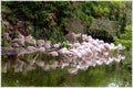 Pink flamingos in the park of the Golden Head, aka Parc de la Tete d'Or in Lyon, France Royalty Free Stock Photo